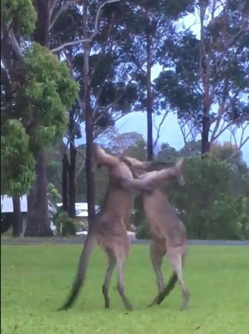 吃瓜群众打斗视频,一场惊心动魄的街头对决