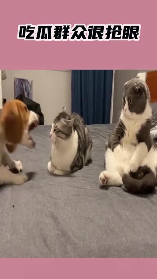 吃瓜群众看狗咬狗,狗咬狗的残酷现实