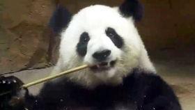 吃瓜群众小肥肥,揭秘娱乐圈那些事儿