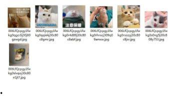 吃瓜群众一起聊天的软件,揭秘吃瓜群众聊天软件的社交奥秘