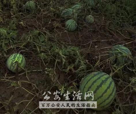 不做吃瓜群众要自己种瓜,实践自我成长之旅