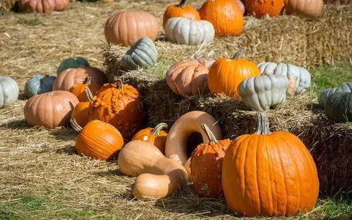 群众吃玫瑰瓜的视频,群众共享甜蜜时光