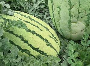 群众吃玫瑰瓜的视频,群众共享甜蜜时光