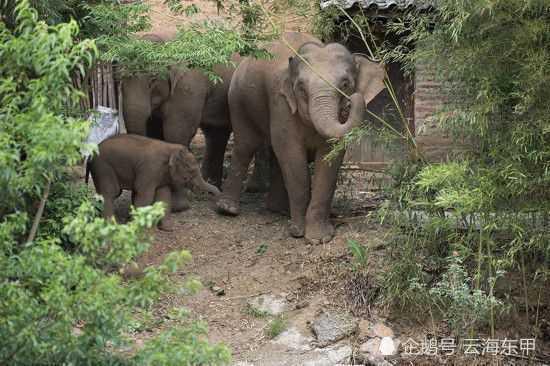 句容吃瓜群众乱象,揭秘网络围观背后的真相