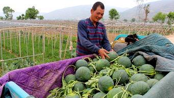山东潍坊潍城吃瓜群众,吃瓜群众的夏日盛宴
