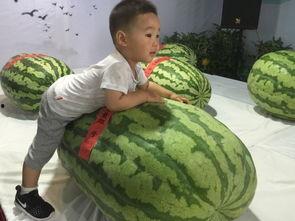 汾阳吃瓜群众事件,一场网络舆论的风暴与反思