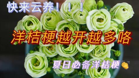 不认识吃瓜群众的成语,揭秘“不识吃瓜群众”背后的成语智慧